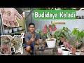 Dua Cara Mudah Memperbanyak Keladi | How to Propagation Caladium