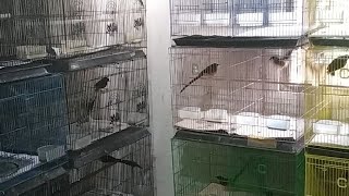 Sesuai Prediksi Burung Murai Batu Berkualitas