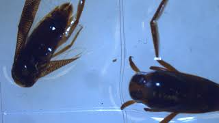 Freshwater Specimens: Heteroptera