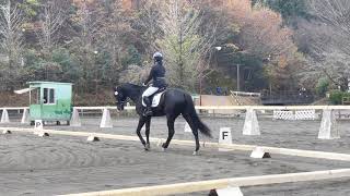 第59回関東学生馬術女子競技大会　女子馬場馬術競技　ブルーデザフィーオ　佐渡蒔結子　L1課目