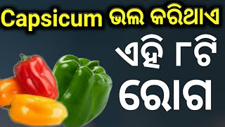 Capsicum ଭଲ କରିଥାଏ ଏହି ୮ଟି ରୋଗ।