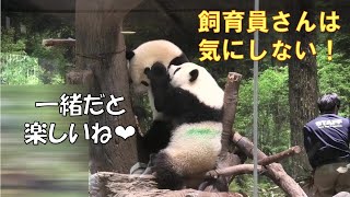 5/25双子パンダは飼育員さんに構って攻撃はしません！ワチャワチャとじゃれ合って楽しそう❤giantpanda @tokyo 上野動物園