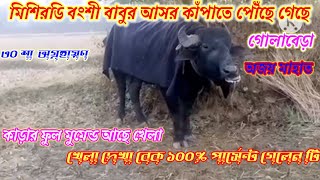 মিশিরডি বংশী বাবুর আসর কাঁপা তে পোঁছে গেছে গোলবেড়া অজয় মাহাত কাড়া ফুল মুমেন্ড আছে খেলা দেখা বেক