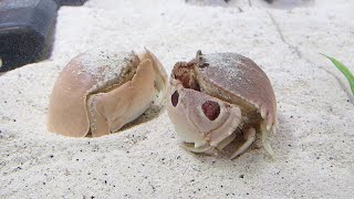 マルソデカラッパさんとメガネカラッパさんに海鮮をあげたら喜んで食べて可愛すぎた♪【器用なカニ】　爆食　大食い　早食い　Box Crab　kakra　kekda　Kepiting　cua　краб　ปู