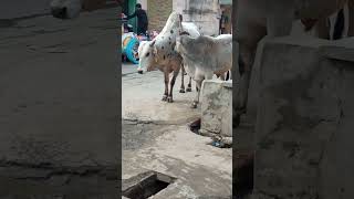 Viral# short#shorts # animal,# animal❣️❣️😍😍😍 buffalo