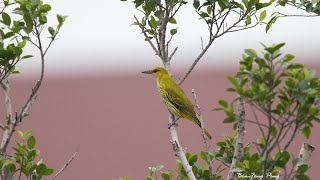 高字塔過境的黃鸝亞成鳥/Black-naped Oriole Jevenile