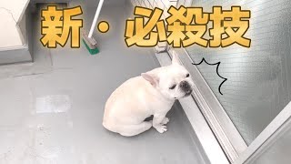 ぽーちゃんがたまーに魅せる必殺技！みんなにも見て欲しい！【フレンチブルドッグ frenchbulldog】