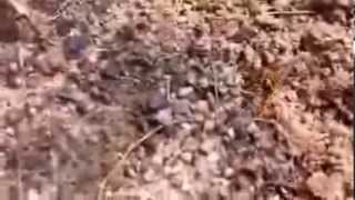 NJ Apiarist Video Clip - Chronic Bee Paralysis Virus