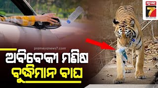 Tiger Gave a Lesson to Human Beings| ବିବେକ ଭୁଲିଗଲା ଅବିବେକି ମଣିଷ, ଏଭଳି ସଚେତନ କରାଇଲା ବାଘ |PrameyaNews7