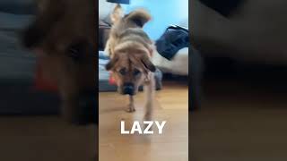 Kaya being LAZY  ft. Hasanabi's Puppy