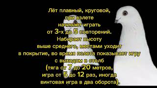 Описание породы Таджикских черноносых( нуль сиёх )голубей 🕊️🇹🇯Ильхом Надыров Алишер Сохибов