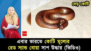 এবার ভারতে দেড় কোটি টাকা মূল্যের ‍‍রেড স্যান্ড বোয়া‍‍ সাপ উদ্ধার (ভিডিও)!| Mojar Khobor | মজার খবর