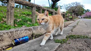 沖縄では何故か公園で将棋が行われておりその将棋をいつも見守っている猫がいます