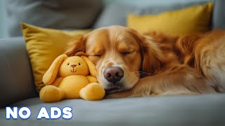 12 Hours Calming Dog Music🎵Relaxing Music to Stress Relief🐶💖Dog Calming Music Video