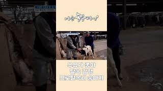 [나는농부다 244회] 우유가 좋아 탈옥 감행 프로탈옥러 송아지