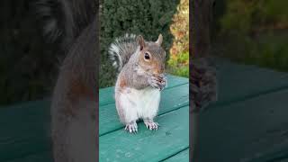 Mama Squirrel Enjoying Gentle Breeze and Nuts