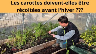 Les carottes doivent elles être récoltées avant l'hiver ???