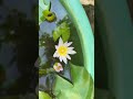 My water lily bloom #shorts