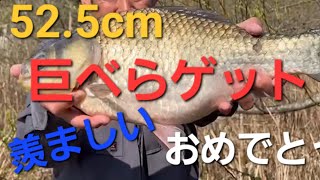 羨ましい😖巨べら遂に出ました52.5cm#へらぶな釣り #巨べら