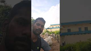 దేశీ ఆవు (how to find desi cow)ప్రాముఖ్యత ...ప్రకృతి వ్యవసాయం లో ...దేశీ ఆవు పాలు అమృత తుల్యం