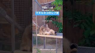 【マヌルネコ】変な格好でお腹ペロペロするレフ君 #short #manul #pallascat #マヌルネコ