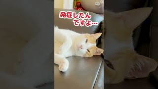 あの病気を発病した猫 #Shorts 【猫アテレコ】