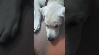 #viral #youtubeshorts #foryou #dog #doglover #puppy #viralvideo #india