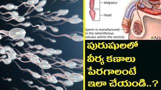 పురుషులలో వీర్యకణాల సంఖ్య పెరగాలంటే 5 టిప్స్ | 5 tips to increase sperm count in men