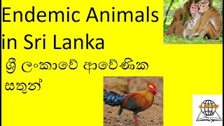 Endemic Animals in Sri Lanka