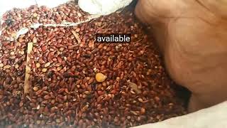 RED NAPIER SEED (MP CHARI SEED)