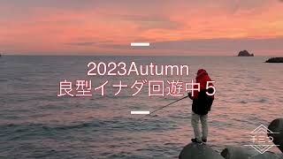 2023Autumn良型イナダ回遊中５（伊豆　伊東港　堤防　泳がせ釣り　カマス　ワラサ）