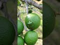 มวนเขียวมะนาว lime lemon มะนาว มวนเขียว garden เกษตร sustainability plants เกษตรผสมผสาน