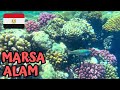 Marsa Alam- Coral Reefs (Pickalbatros The Palace Port Ghalib)