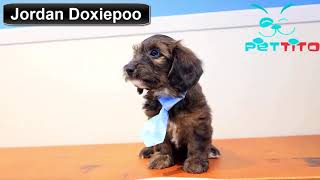 Jordan - Doxiepoo Puppy for Sale in Oklahoma City, OK