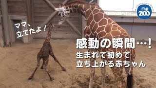 感動の瞬間‥！立てた！生まれたばかりのキリンの赤ちゃん【愛媛県立とべ動物園】杏子お母さんと仔キリン（2020年5月13日）