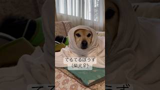 【梅雨入り】ぴちぴちレインコートで散歩【明日も雨】 #犬 #柴犬 #多頭飼い