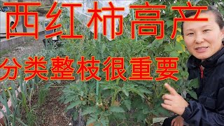 【丽的庭院生活　14】|配cc字幕|怎样分辨西红柿的分叉生长类型|无限生长型，生长停止型，怎样打水叉更高产|