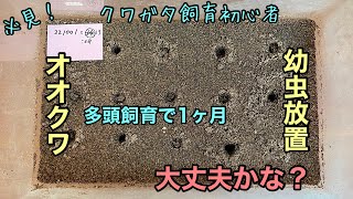 オオクワ幼虫を【多頭飼い】で放置したら、いろいろ分かったぞ！