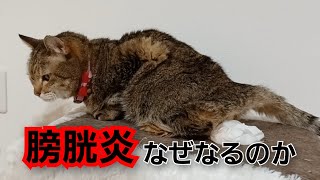 【閲覧注意】多頭飼いが原因！？猫の膀胱炎はなぜなるのか