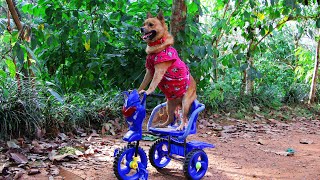 സൈക്കിൾ റാലി പോലൊരു പപ്പി റാലി  | Tricycle Riding Puppy the Dog