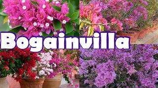 How to grow tall \u0026 Bushy Bogainvillea l Get 100% Success bogainvilla increase flowering Tips