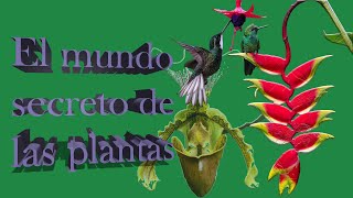 El mundo secreto de las plantas  || Documental