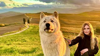 LIFE OF WOLFDOG EPISODE 6 / 6 Months old WOLFDOG PUPPY Visits GLADIATOR FILM SET/ Animal Watch