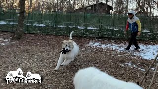 追いかけっこの楽しみを覚えひたすら逃げ回るベルです　Great Pyrenees　グレートピレニーズ