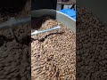 yeast fermented coffee indian coffee