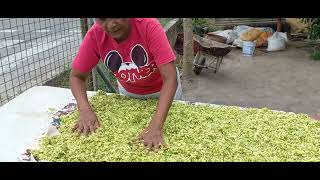 drying mango for kuchela