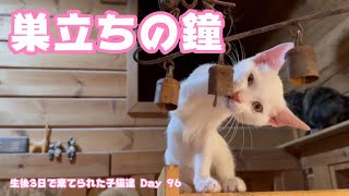 巣立ちの鐘の不思議 生後3日で棄てられた子猫達 Day 96