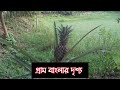 গ্রাম বাংলার সুন্দর্য bangladesh