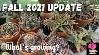 VLOG 17:  Fall 2021: What is growing and what is not? | Cactus and Succulents