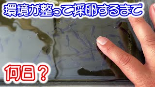 【めだか】メダカは何日で卵を産むようになるのか？冬から温室へ移動したメダカが遂に産卵！Ｂ型おやじ